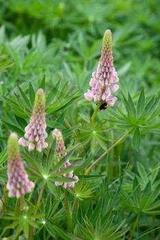 Wild Lupins (Lupinus perennis) flowering by a river in Scotalnd
