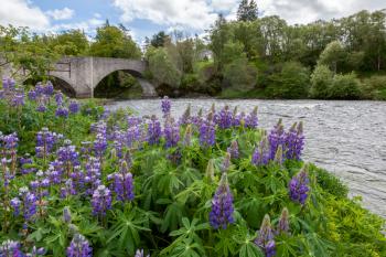 Wild Lupins (Lupinus perennis) flowering by a river in Scotalnd