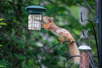 Eurasian Red Squirrel (Sciurus vulgaris) on a bird feeder