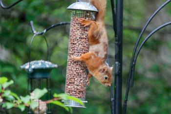 Eurasian Red Squirrel (Sciurus vulgaris) on a bird feeder