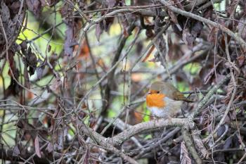 Robin looking alert perched on a tree on an autumn day