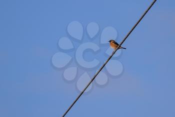 Common Stonechat (Saxicola rubicola) clinging to a wire