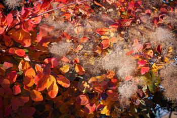 European Smoketree (Cotinus coggygria Scop) in autumn sunshine in East Grinstead