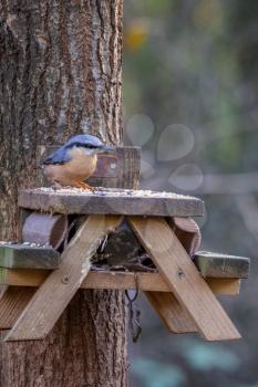 Nuthatch foraging for seed from a miniature bird table