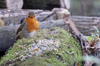 Robin standing on a moss covered log in the autumn sunshine