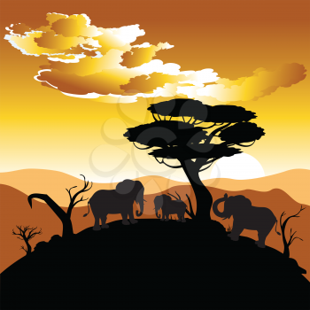 Colorful sunset scene, african landscape with silhouette of trees and elephant.