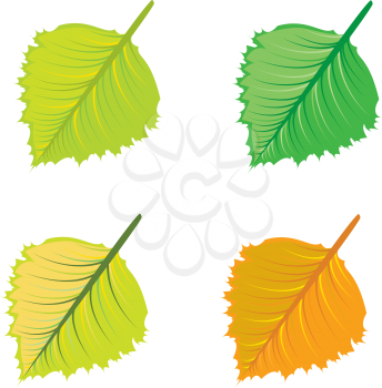 Set of colorful bright leaves on white background.