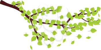 Illustration of fresh green leaves on brunch on white background.