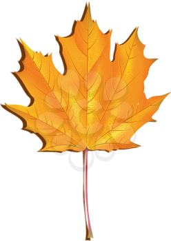 Fresh orange maple leaf with water drops on white background.
