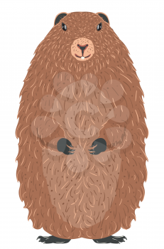 Cute cartoon groundhog, marmot in standing pose detailed illustration.