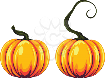 Detailed two pumpkins illustration on white background.