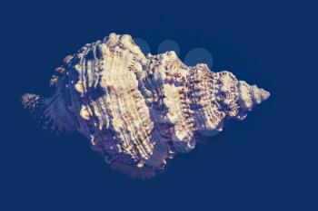 Big spiral spike sea shell close up vintage background