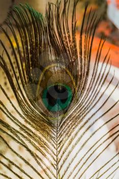 Close up capture of a peacock feather as abstract background.