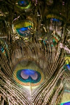 Exotic multicolored peacock feather, abstract macro background.