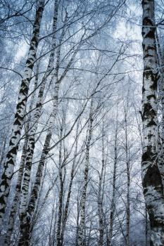 Frozen birch tree branches, cold winter in city park.
