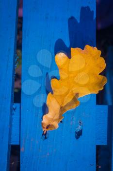 Yellow fallen oak leaves over blue wooden background.