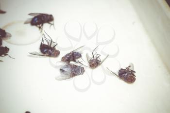Group of dead, frozen flies close up background.