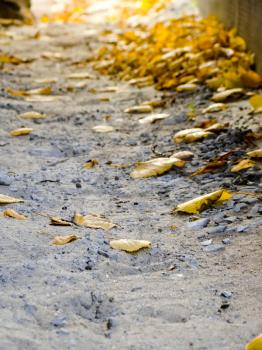 Autumn fallen yellow leaves on sand background.