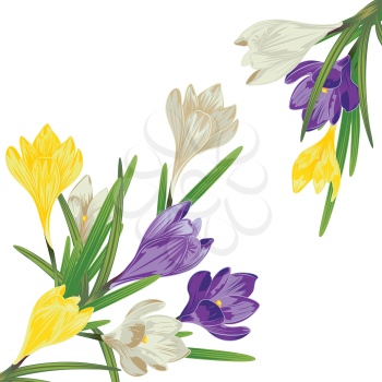 Spring flowers, colorful blooming crocus or saffron design.