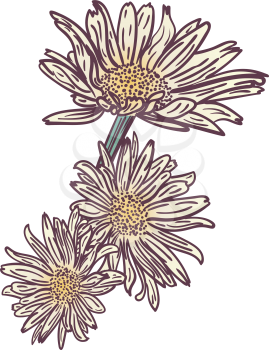 Chamomile, daisy flower in grunge retro style design.