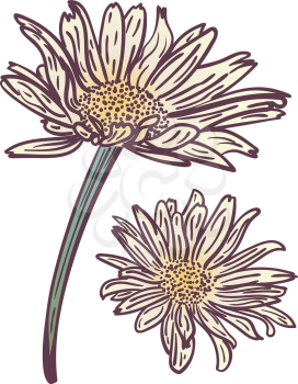 Chamomile, daisy flower in grunge retro style design.