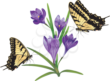 Spring flowers, purple blooming crocus or saffron design.