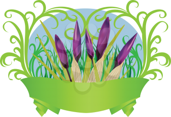 Purple spring crocus flowers with green ribbon on white background.