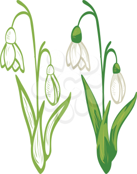 Blooming spring flowers white snowdrop with green leaves illustration.