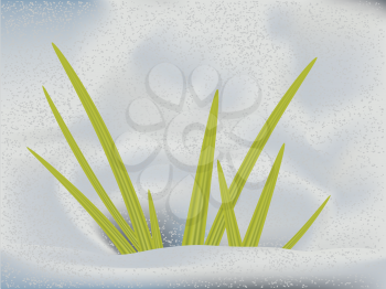 First green grass sprout in the snow background.