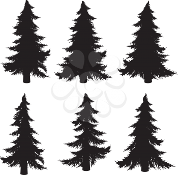 Collection of stylized black silhouettes of fir tree on white background. 