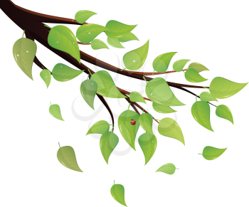 Tree branch with fresh green leaves on white background.