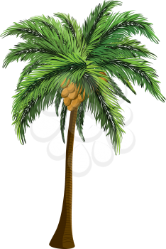 Tropical coconut palm tree with coconut on white background.