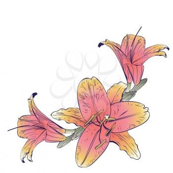 Floral illustration, pink yellow lily flower design.