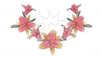 Floral illustration, pink yellow lily flower design.