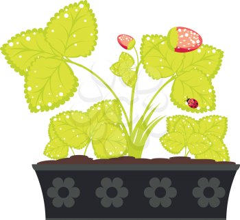 Abstract cartoon strawberry growing up in flower pot.