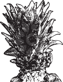 Detailed grunge illustration of pineapple in black and white.