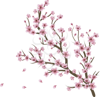 Soft pink cherry blossom flowers on branch over white background.