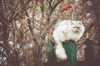 Cute fluffy cat and rowan berries in the garden vintage colors.