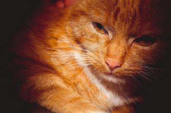 Cute ginger cat portrait, close up of a cats head, filtred photo.