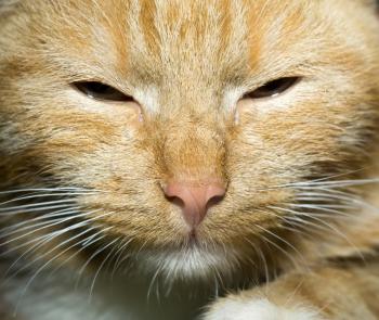 Cute ginger cat portrait, close up of a cats head.
