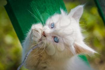 Cute white kitten with blue eyes plays with old cord outdoor.