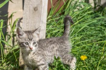 Adorable little grey striped kitten portrait outside.