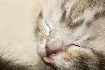 Cute baby kitten portrait close up background.