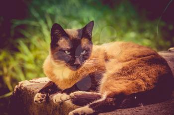 Summer portrait of the blue eyed siamese cat enjoying sunny day, filtered.