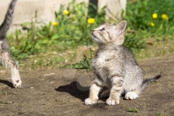 Cute grey striped kitten playing outdoor at the sunny day.