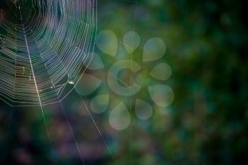 Thin spider web over defocused green foliage background.
