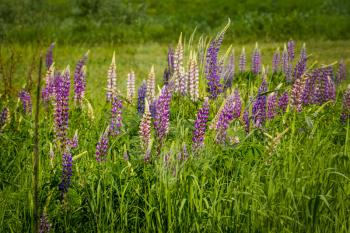 Green grass meadow with pink and purple lupin flowers summer background.