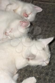 Adorable kitten of white color, close up photo.