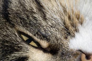 Close up of cute sleepy tabby cat face.