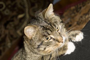 Portrait of cute tabby cat posing, close up view.